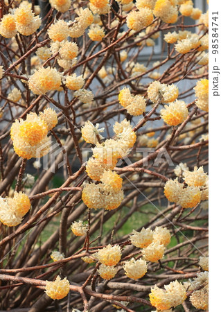 みつまた 三又の花 みつまた 三又の花 98584741