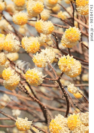 みつまた　三又の花 98584743