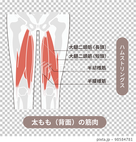 Illustrative illustration showing the muscles and bones of the back of the thigh, called the hamstrings 98584781