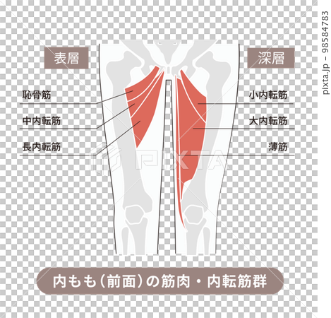 Illustrative illustration showing the muscles and bones of the adductor muscle group on the front of the thigh 98584783