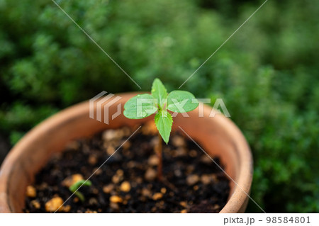 ホウセンカの成長過程 ホウセンカの成長過程 98584801