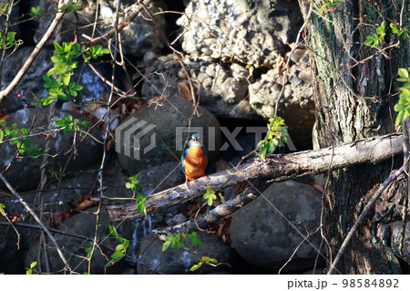 魚を食べるカワセミ 98584892