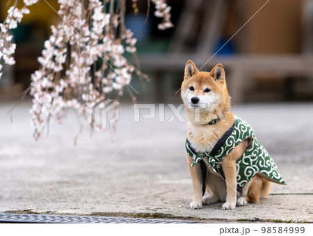 しだれ桜と柴犬 98584999