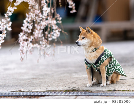 しだれ桜と柴犬 しだれ桜と柴犬 98585000