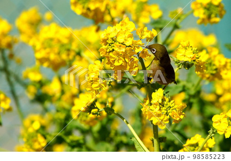 菜の花の蜜を吸いに来たメジロ 菜の花の蜜を吸いに来たメジロ 98585223