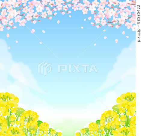 桜と菜の花 サクラ 青空 ソメイヨシノ  98585422