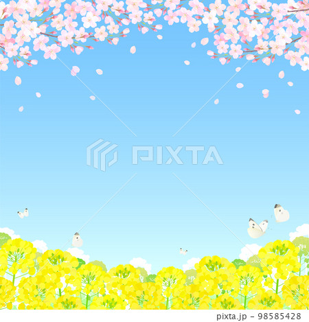 桜と菜の花 サクラ 青空 ソメイヨシノ  98585428