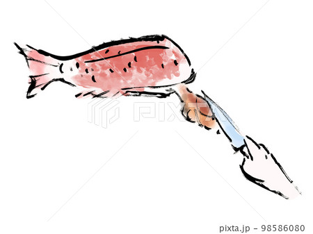 鯛をさばく工程の手描き和風イラスト　内蔵を出す 98586080