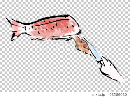 鯛をさばく工程の手描き和風イラスト　内蔵を出す 98586080