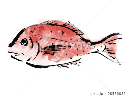 鯛の手描き和風イラスト 鯛の手描き和風イラスト 98586085