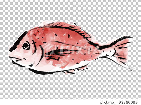 海鯛的手繪日式插圖 海鯛的手繪日式插圖 98586085