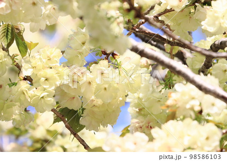 鬱金 鬱金桜 うこんの桜 桜 満開の鬱金 薄緑の桜 鬱金 鬱金桜 うこんの桜 桜 満開の鬱金 薄緑の桜 98586103