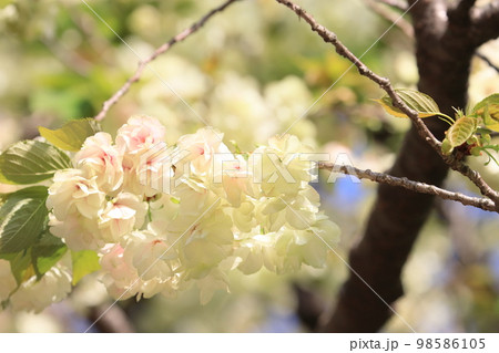 鬱金 鬱金桜 うこんの桜 桜 満開の鬱金 薄緑の桜 鬱金 鬱金桜 うこんの桜 桜 満開の鬱金 薄緑の桜 98586105
