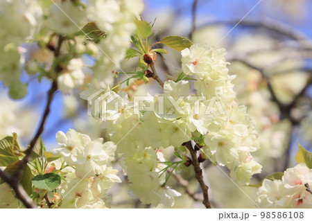 鬱金 鬱金桜 うこんの桜 桜 満開の鬱金 薄緑の桜 鬱金 鬱金桜 うこんの桜 桜 満開の鬱金 薄緑の桜 98586108