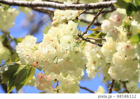 鬱金 鬱金桜 うこんの桜 桜 満開の鬱金 薄緑の桜 鬱金 鬱金桜 うこんの桜 桜 満開の鬱金 薄緑の桜 98586112