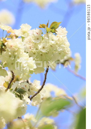 鬱金 鬱金桜 うこんの桜 桜 満開の鬱金 薄緑の桜 鬱金 鬱金桜 うこんの桜 桜 満開の鬱金 薄緑の桜 98586115