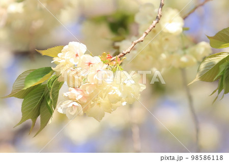 鬱金 鬱金桜 うこんの桜 桜 満開の鬱金 薄緑の桜 鬱金 鬱金桜 うこんの桜 桜 満開の鬱金 薄緑の桜 98586118
