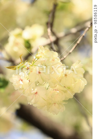 鬱金 鬱金桜 うこんの桜 桜 満開の鬱金 薄緑の桜 鬱金 鬱金桜 うこんの桜 桜 満開の鬱金 薄緑の桜 98586119