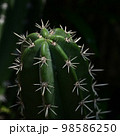 beautiful cactus in the garden 98586250