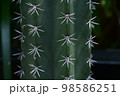 beautiful cactus in the garden 98586251