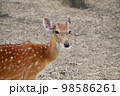 white spotted deers in the zoo 98586261