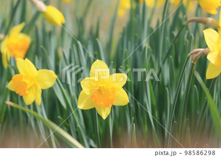 黄色の水仙 ラッパスイセン 水仙の花 黄色の水仙 ラッパスイセン 水仙の花 98586298