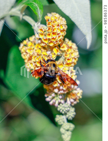 花の蜜を吸う熊蜂 花の蜜を吸う熊蜂 98586373