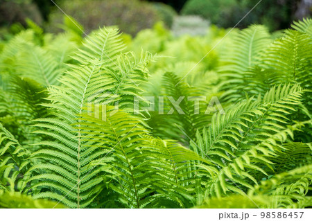 春を彩る 観葉植物 季節感イメージ 春を彩る 観葉植物 季節感イメージ 98586457