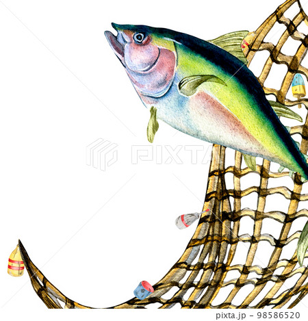 Composition of tuna and fishnet watercolor illustration isolated on white. 98586520