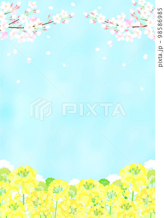 桜と菜の花 さくら  青空 ソメイヨシノ  98586985