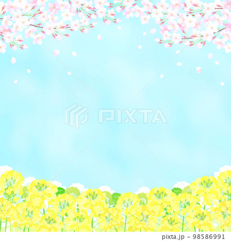 桜と菜の花 さくら  青空 ソメイヨシノ  98586991