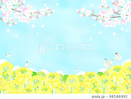 桜と菜の花 さくら  青空 ソメイヨシノ  98586992