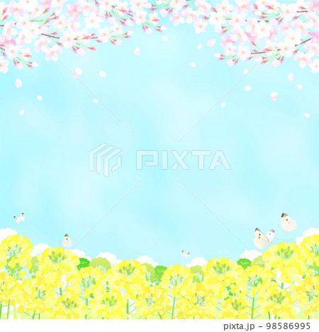 桜と菜の花 さくら  青空 ソメイヨシノ  98586995