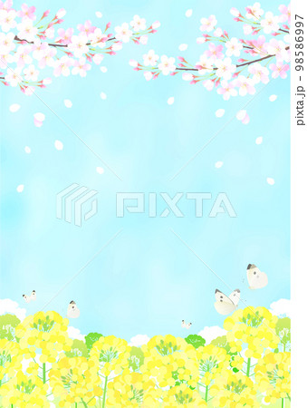 桜と菜の花 さくら  青空 ソメイヨシノ  98586997