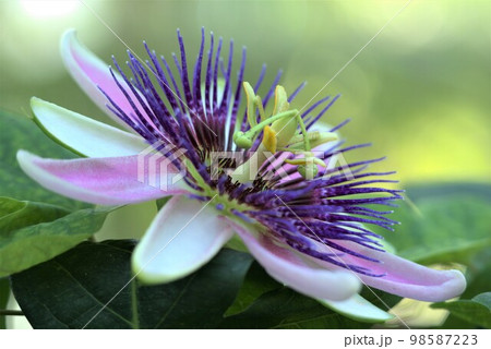 トケイソウ 98587223