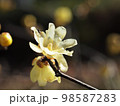 光と遊ぶ蝋梅の花 98587283