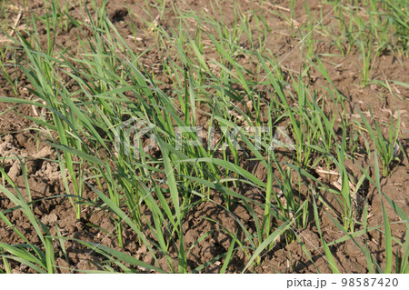 green colored wheat farm on field for harvest green colored wheat farm on field for harvest 98587420