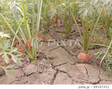 green colored carrot farm on field for harvest green colored carrot farm on field for harvest 98587452