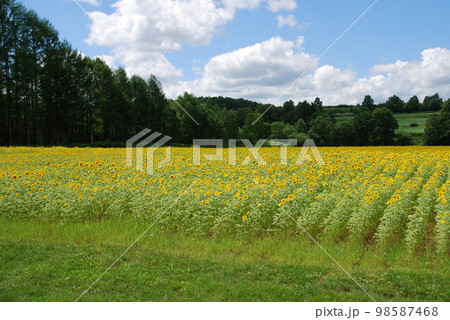 ひまわり畑とのどかな風景 ひまわり畑とのどかな風景 98587468