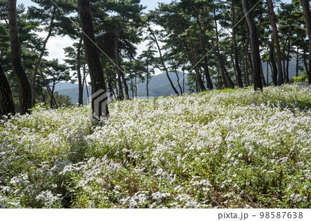 韓国 風景 自然 98587638