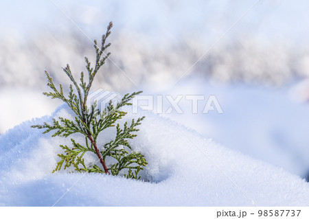 A small frozen thuja branch in the snow. Natural winter and Christmas background. Backdrop in white blue tones A small frozen thuja branch in the snow. Natural winter and Christmas background. Backdrop in white blue tones 98587737