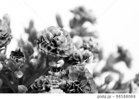 モノクロームのカーネーション 98588068