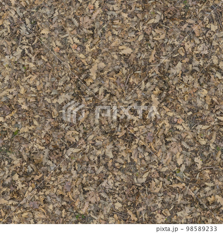 The ground is covered with dry foliage.Texture or background. 98589233
