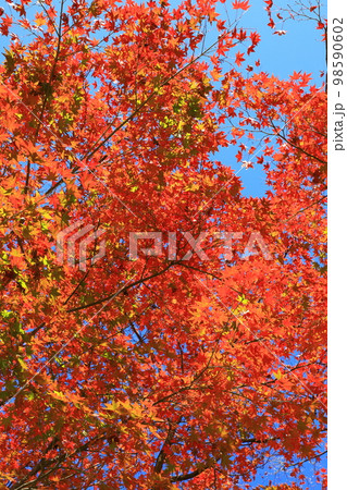 紅葉風景 98590602