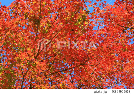 紅葉風景 98590603