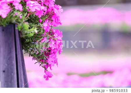 春の可愛いピンクの芝桜 春の可愛いピンクの芝桜 98591033