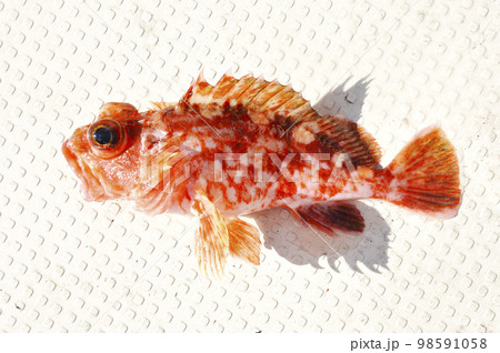 船釣りで釣れた小さな魚 98591058