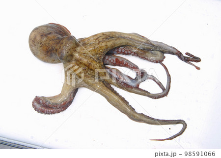 手を挙げているように見えるタコ 98591066