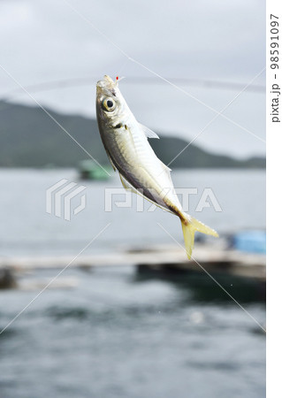 サビキ釣りで釣れたアジ 98591097