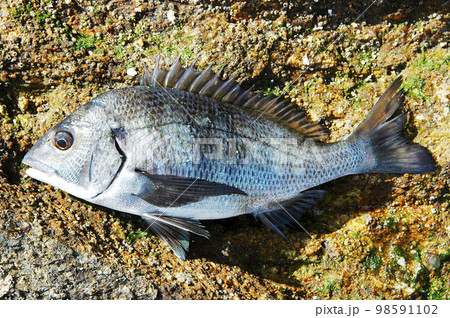 冬に磯で釣れたクロダイ 冬に磯で釣れたクロダイ 98591102